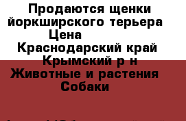 Продаются щенки йоркширского терьера  › Цена ­ 10 000 - Краснодарский край, Крымский р-н Животные и растения » Собаки   